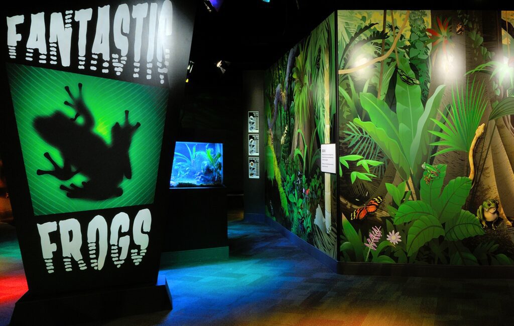 Fantastic Frogs exhibit