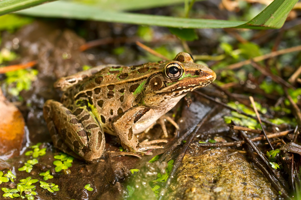 Fantastic Frogs