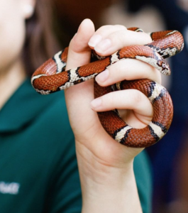 Charlotte Museum of Nature