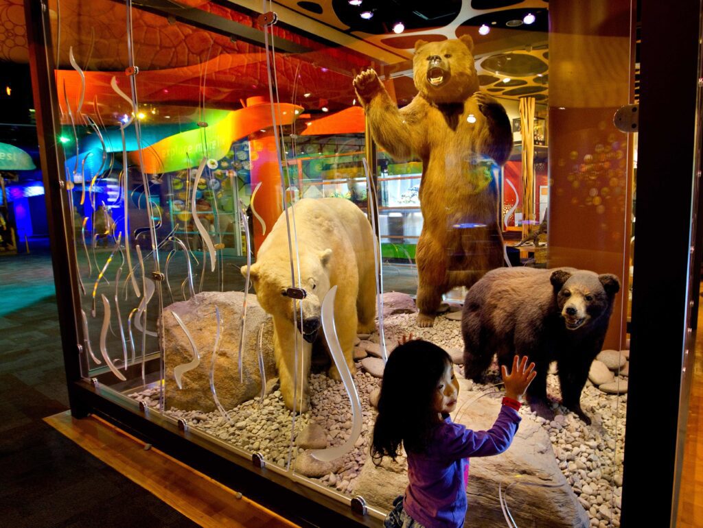 Bear display